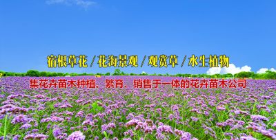 青州市立樹綠化工程有限公司