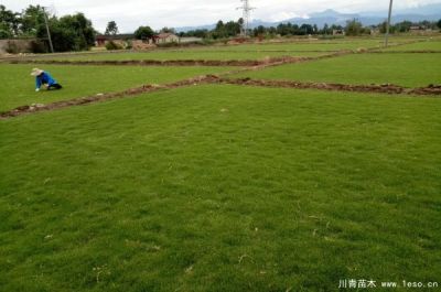 溫江川青園藝場