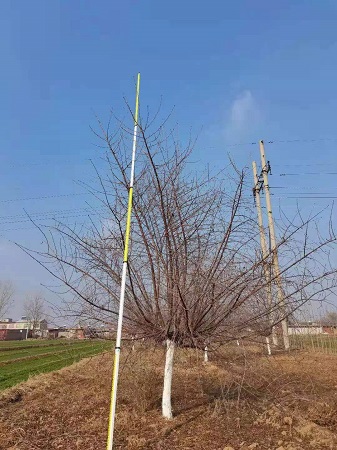 河北省保定市安國市安東苗圃場