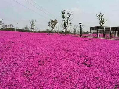 青州市卉友花卉苗木園藝場