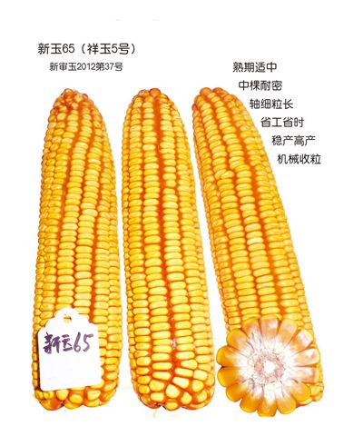 新疆祥豐生物科技有限公司